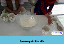 Sensory 4 - Fossils
